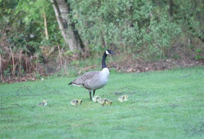 naissance des oies2