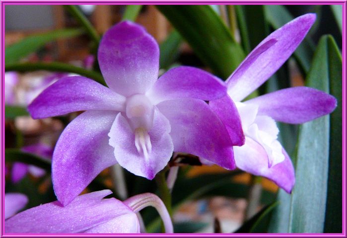 DendroKingianumFleur