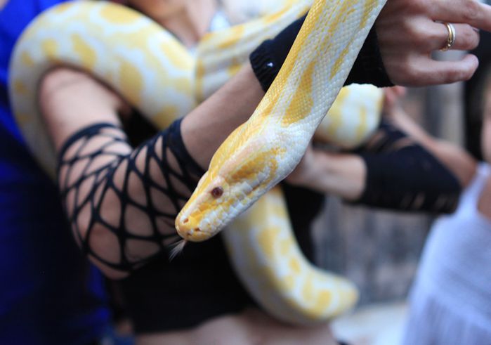serpent jaune