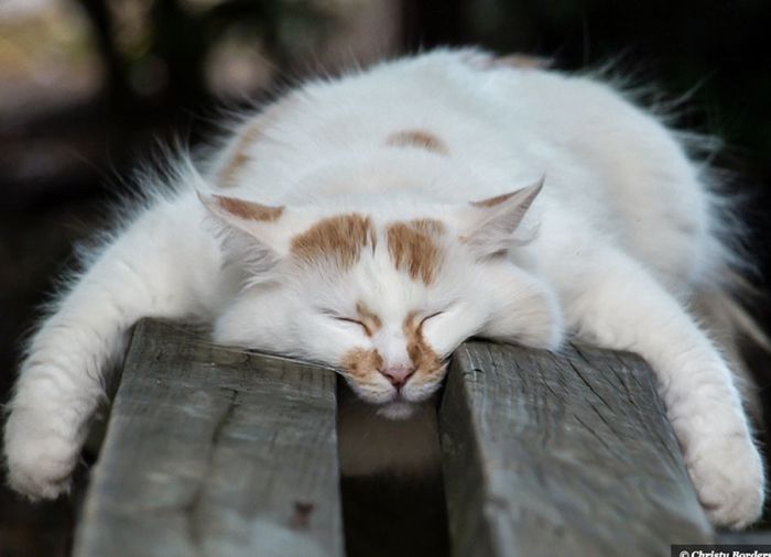 le-sommeil-du-chat-copie-1.jpg