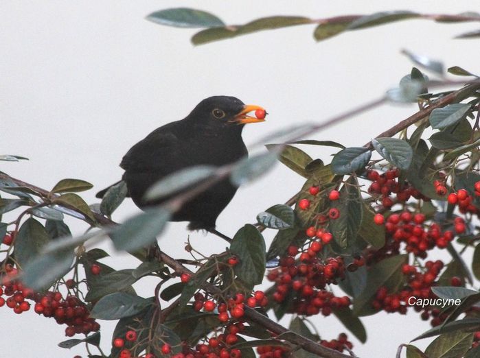 merles-sur-cotoneaster 1422