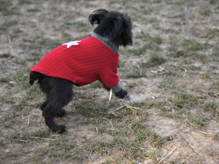 chien21