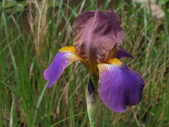 Iris violet 1