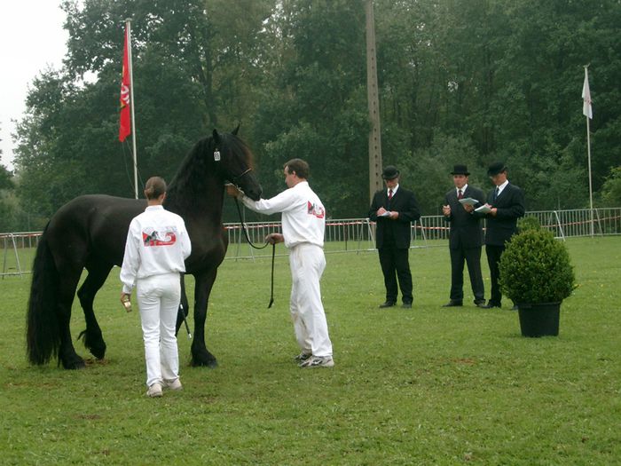 modèles et allures frison