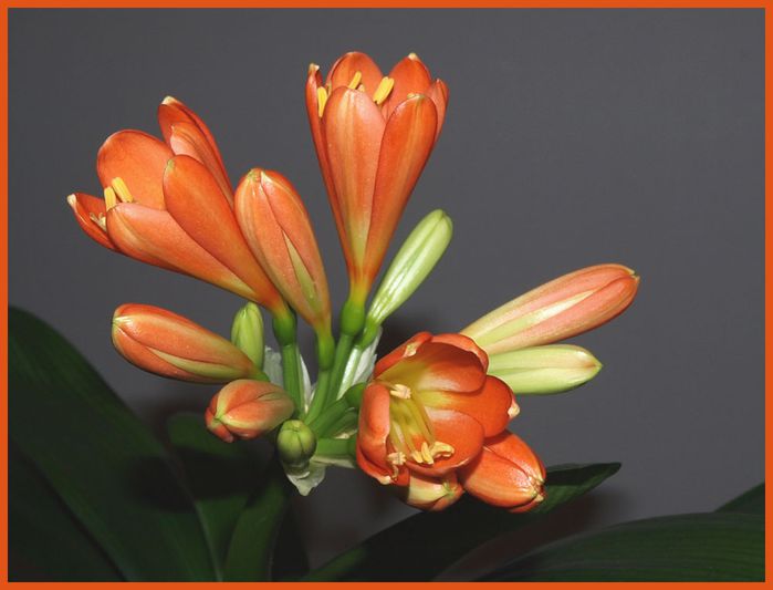 clivia 15 02 2010 2