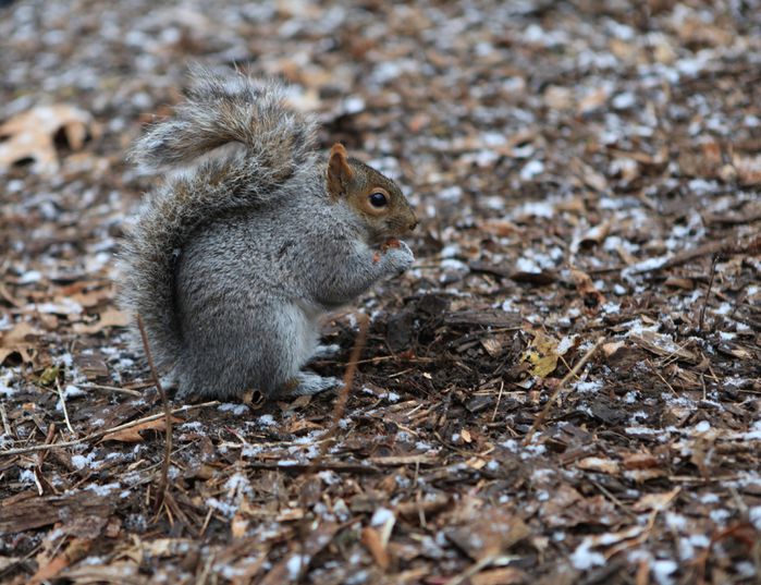 ecureuil à central park