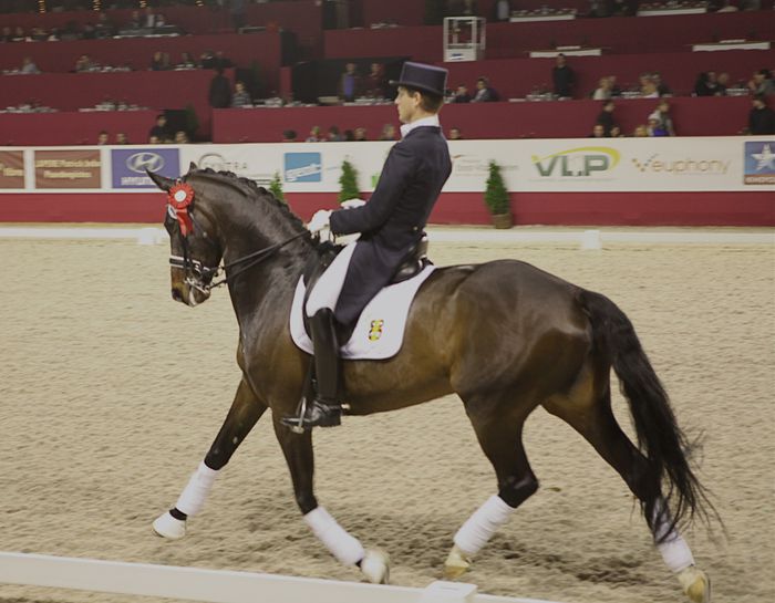 dressage