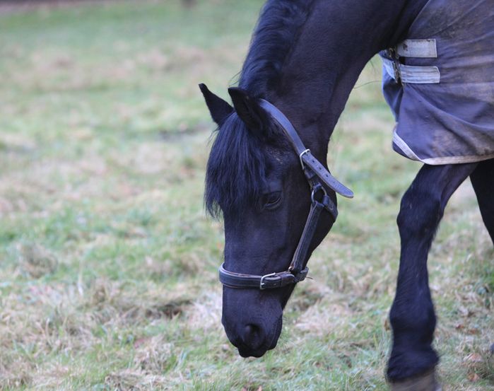 le cheval au pré