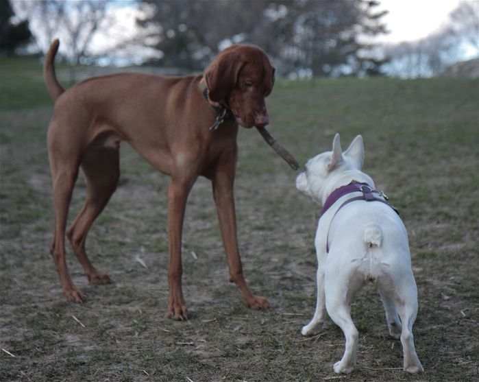 chien18