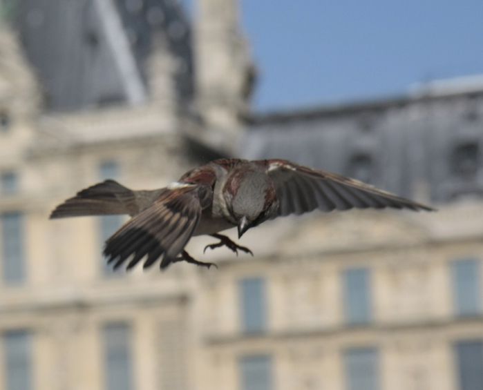 moineau3