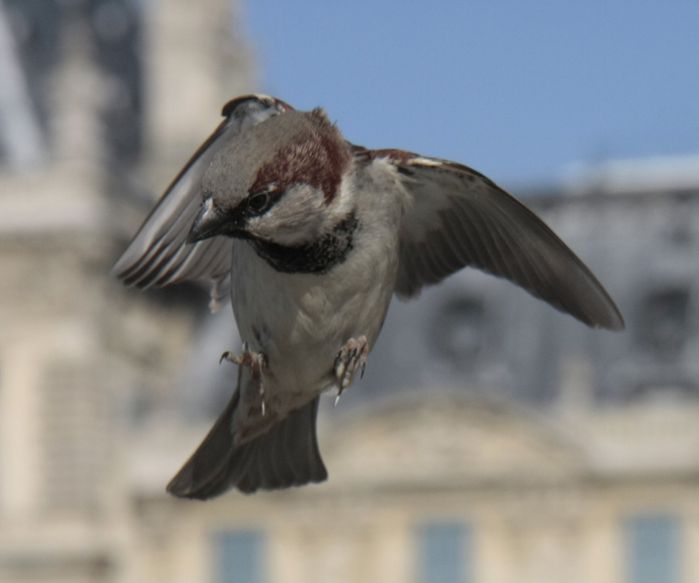 moineau1