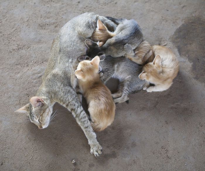 chatte et ses petits