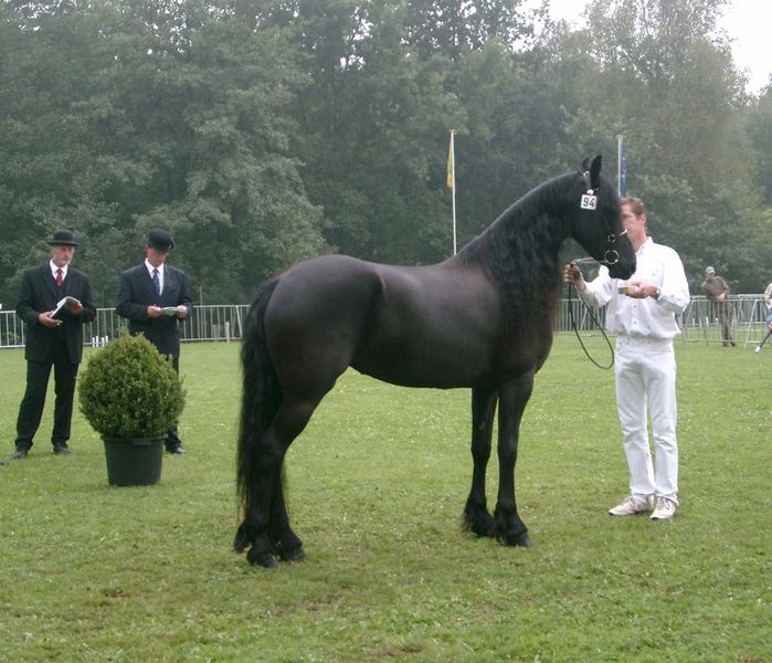présentation frison