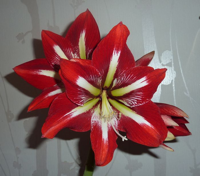 amaryllis rencontre