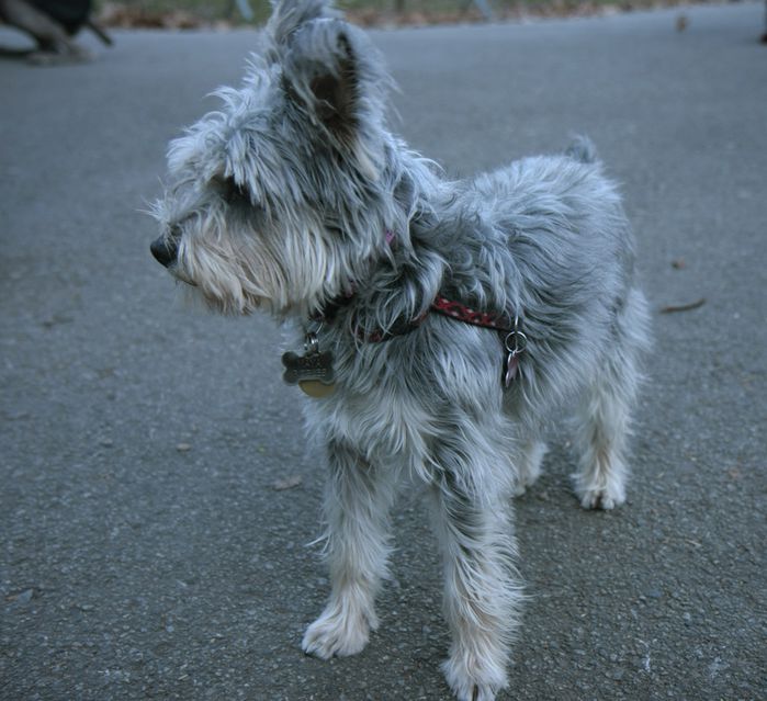 chien8