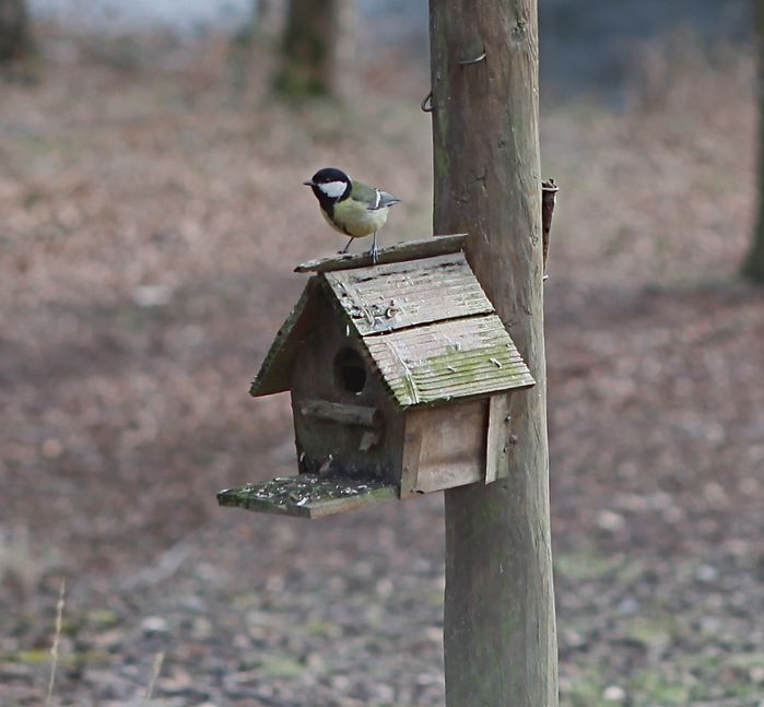 nature6-copie-1
