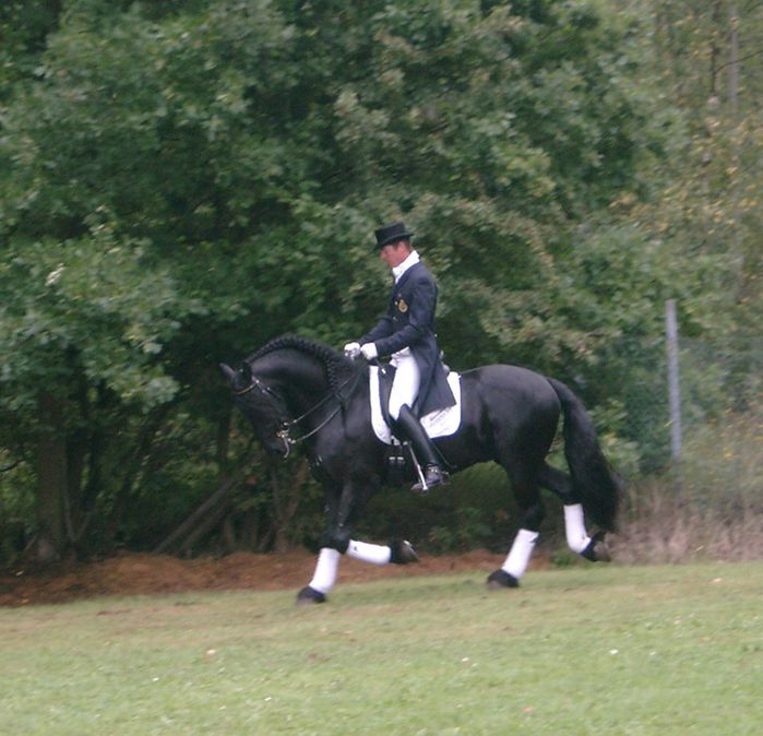 concours de modèles et allures frison