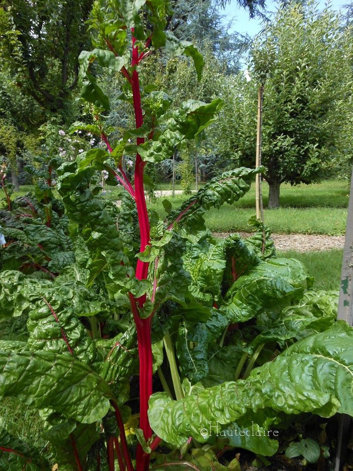 rhubarbe.jpg