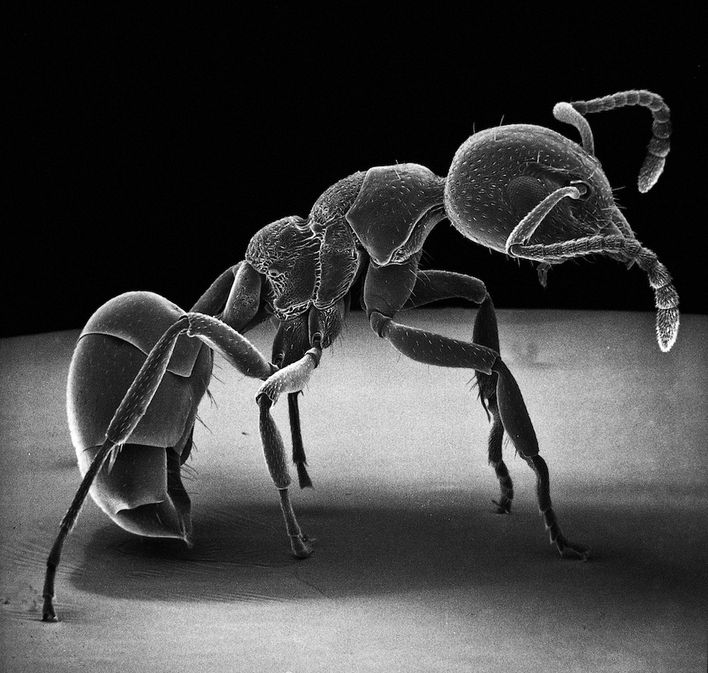 David-M.-Phillips-Insect-Photography-with-Electron-Microsco.jpg