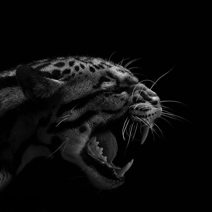 Tigre.jpg