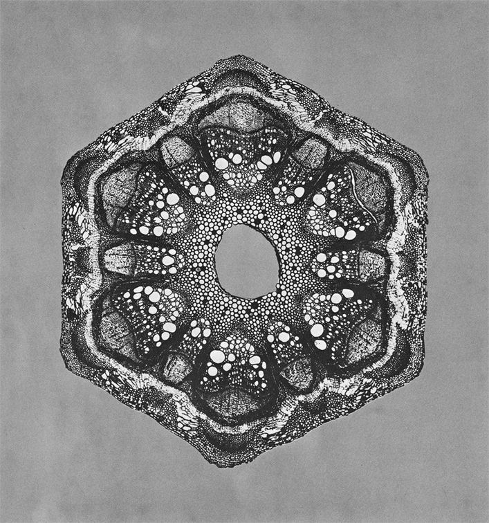 Gyorgy-Kepes11_905.jpg