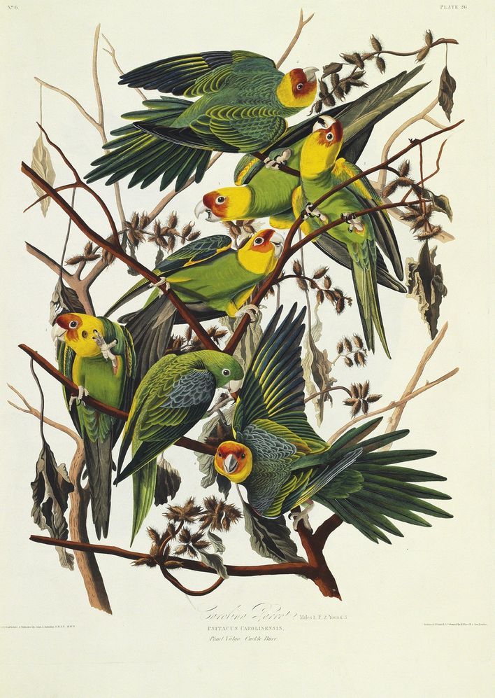 John-James-Audubon-Carolina-Parrot.jpg