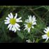 PHYTOTHERAPIE