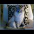 LES-ANIMAUX-DE-MA-FILLE