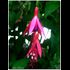 Fuschias