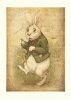 Petra-Brown----white-rabbit-print-small.jpg