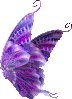 aile-violet-070110