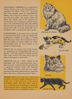 1964 Let's Discover Cats page003