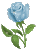 rose bleu