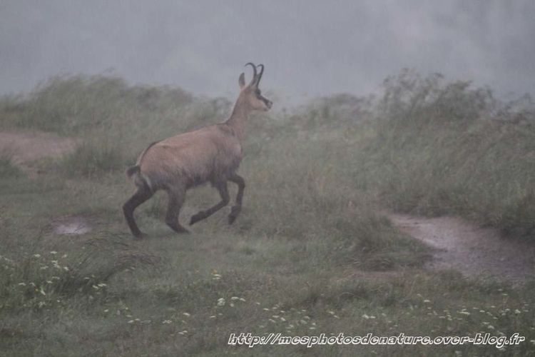 010712-Chamois--12-.JPG