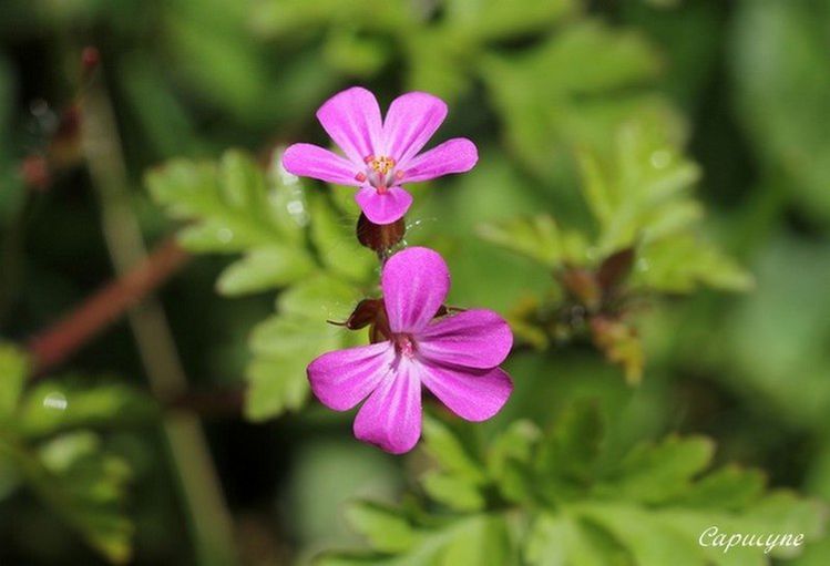 Geranium Robert