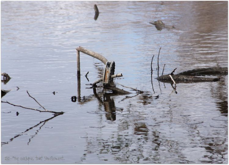 Au bord de l'eau, ou dans l'eau... 4369