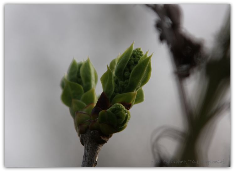 Macro---Fleurs--Plantes--Vegetaux-. 4568