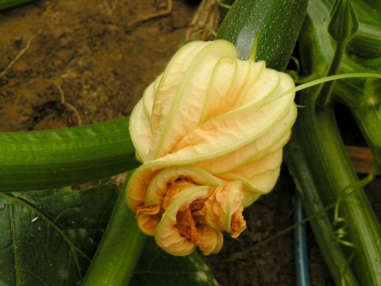 courgettes349 (2)