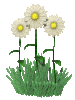 fleurs47