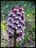 P1130249-Orchis purpurea mai 2010 crussol