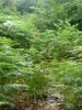 Ma forêt