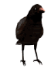 oiseaux-corbeaux-00022