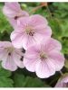 geranium-lilac-ice