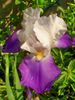Iris de jardin Arpège
