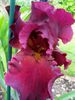 Iris de jardin Dynamite