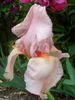 Iris de jardin Flamant Rose