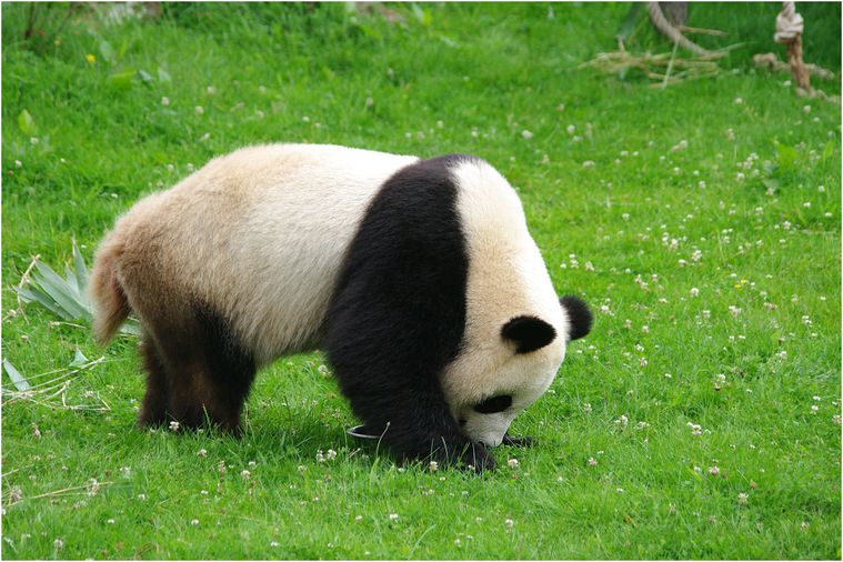 panda-beauval-010