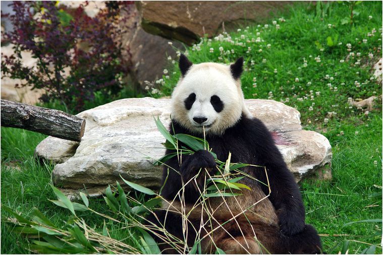 panda-beauval-014