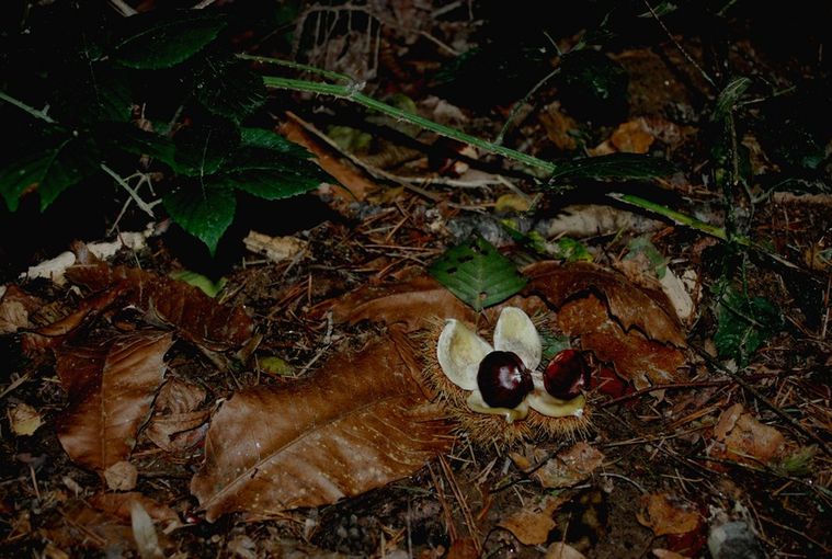 sous-bois.jpg