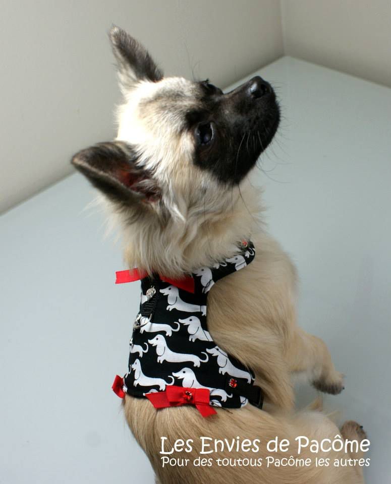 harnais motif chien rouge noir blanc (1)